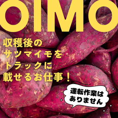 軽作業(サツマイモをトラックに載せるお仕事)