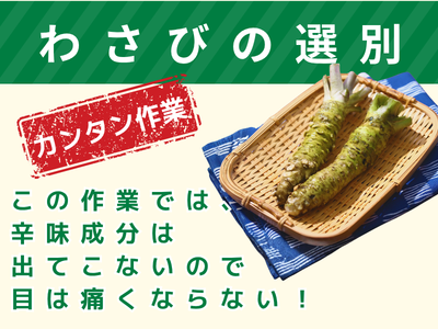 食品製造スタッフ(山葵わさびの選別・運搬)