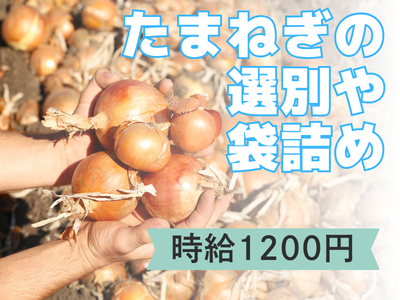 検査・品質チェック(玉ねぎの選別作業)
