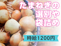検査・品質チェック(玉ねぎの選別・運搬)