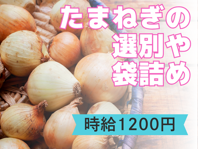 検査・品質チェック(玉ねぎの選別・運搬)