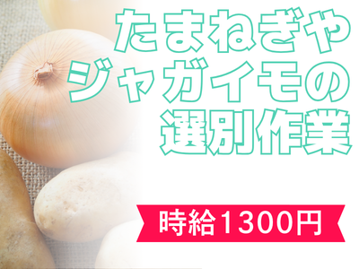 軽作業(玉ねぎ・じゃがいもの選別作業)